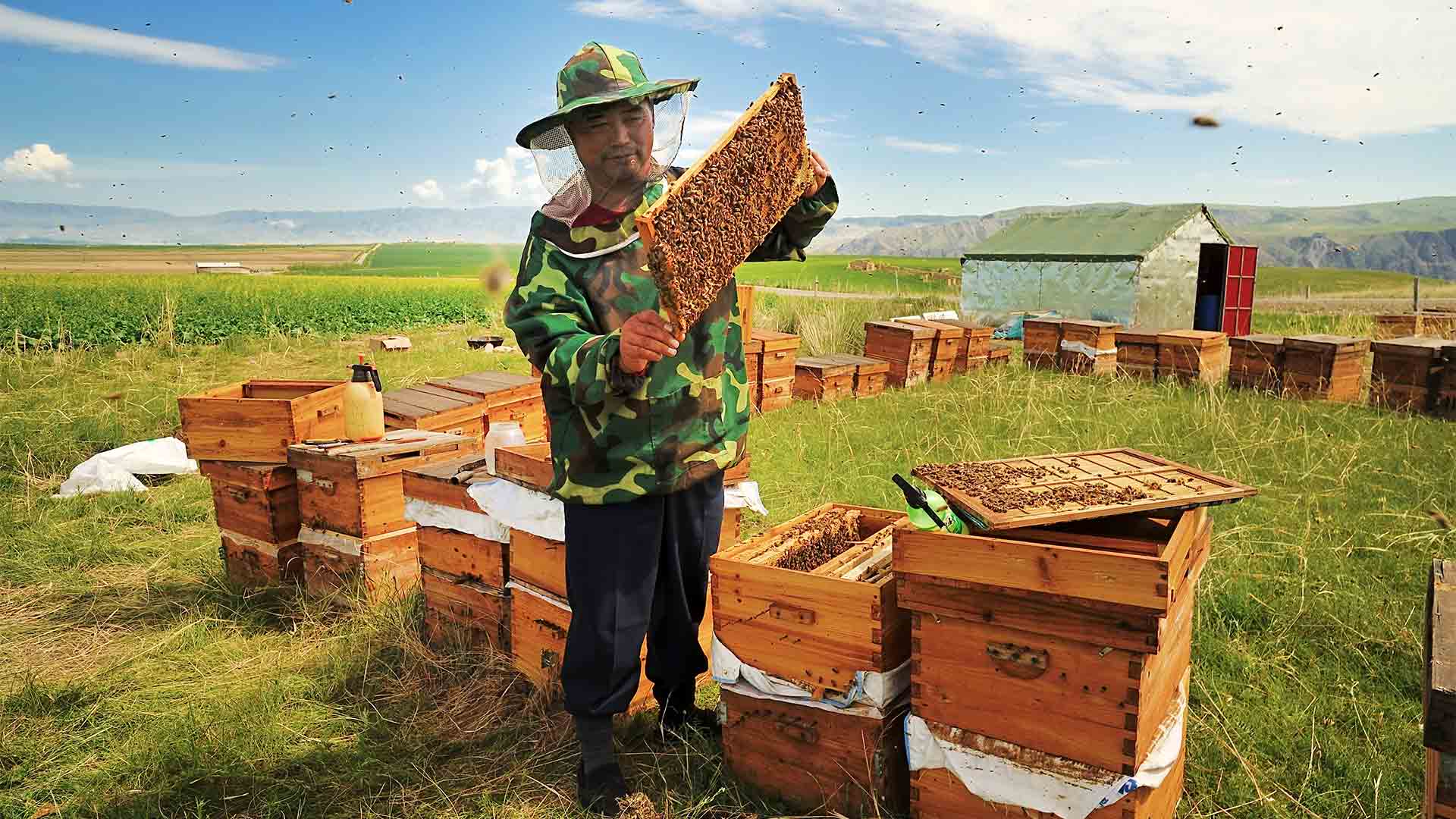 Виды китайского мёда и ситуация на медовом рынке