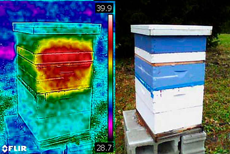 Активизация яйцекладки в улье на тепловизоре