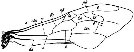 схематический рисунок жилок и ячеек на переднем крыле рабочей пчелы