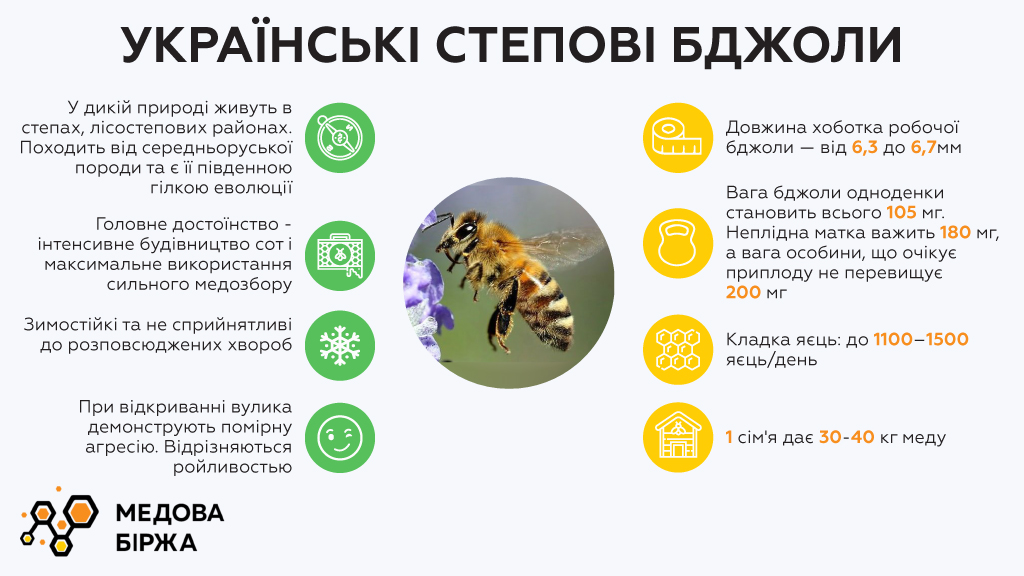 Украинские степные пчелы