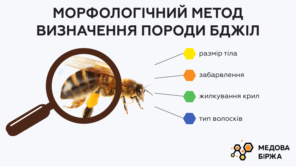 Морфологический метод определения породы пчел