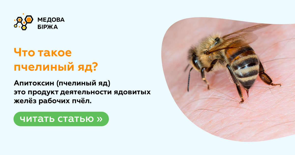 В каких случаях яд может быть лекарством. Яд пчёл полезен. Чем полезен яд пчелы. Пчелиный яд пчела. Пчелиный яд апитоксин.