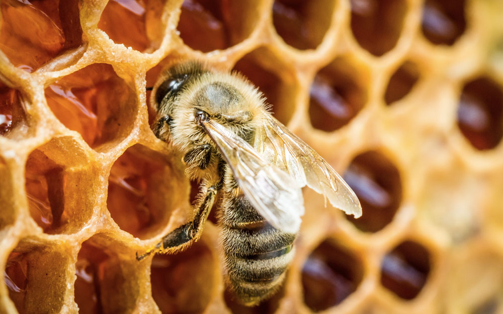 Незаразные болезни пчел: лечение и профилактика