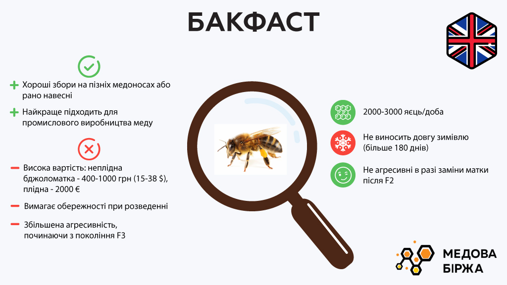 Вид пчелы — бакфаст 