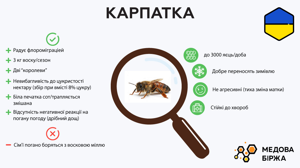 Описание пчелы — Карпатка