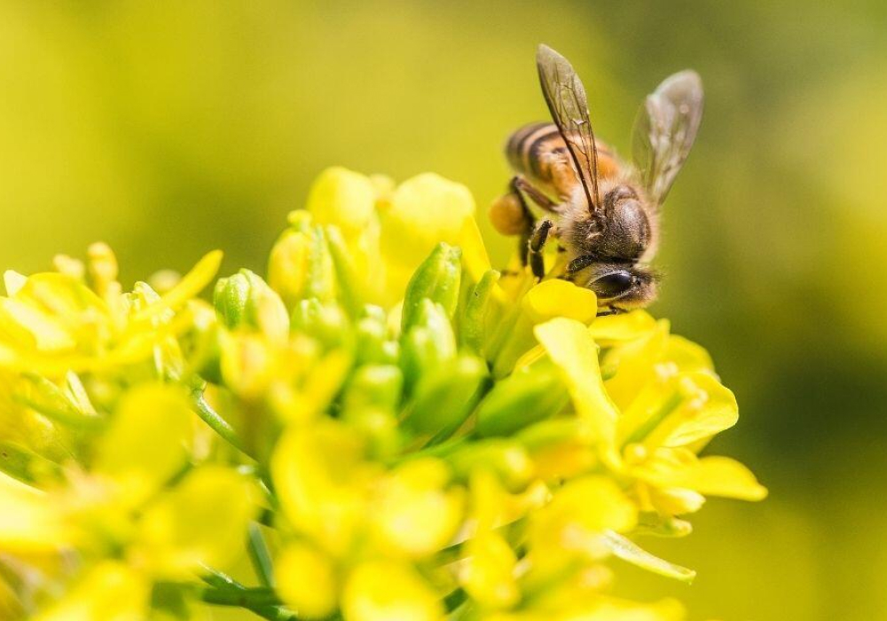 Пыльца растений собранная пчелой. Пчела собирает пыльцу. Пчела на рапсе. Решета под рапс. Как дышит пчела медоносная.