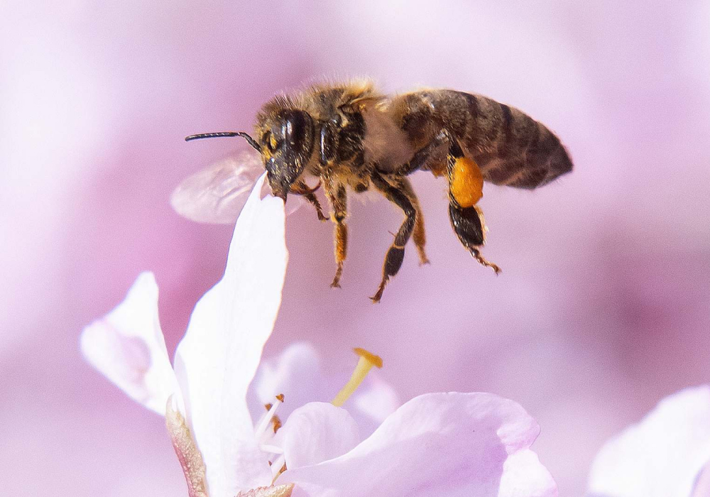 Plan bee. Две пчелы. Пчела в полете фото. Миллионы пчелы. Пчелы опыляют каштан.
